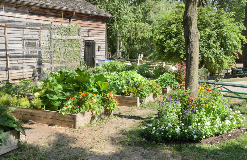 How to start a home garden on a budget?