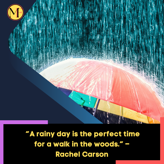 _“A rainy day is the perfect time for a walk in the woods.” – Rachel Carson
