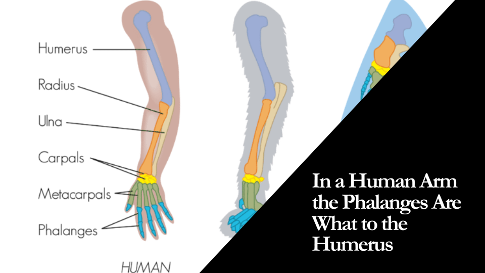 In a Human Arm the Phalanges Are What to the Humerus