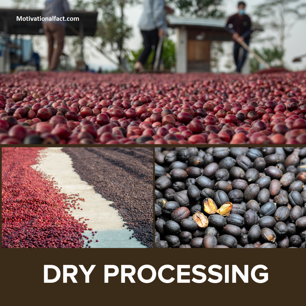 drying processing