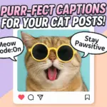 short cat captions for instagram